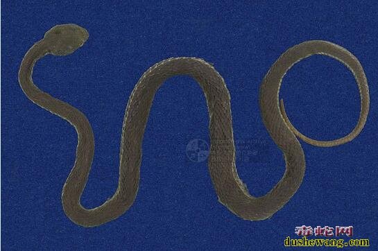蛇标本图片大全：赤尾青竹丝标本图片