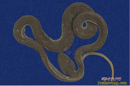蛇标本图片大全:赤尾青竹丝标本图片