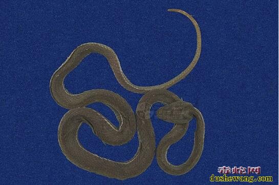 蛇标本图片大全：赤尾青竹丝标本图片