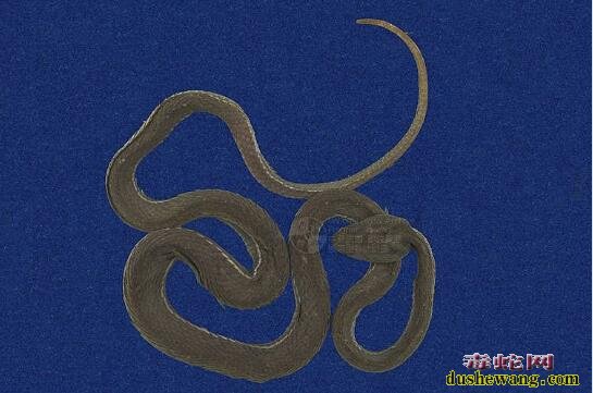 蛇标本图片大全:赤尾青竹丝标本图片