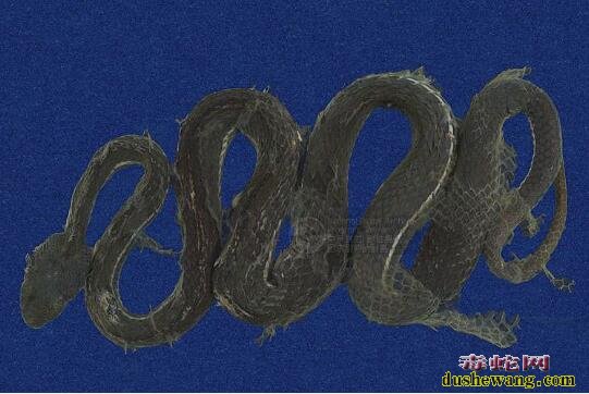 蛇标本图片大全:赤尾青竹丝标本图片