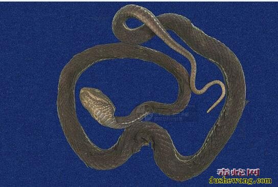 蛇标本图片大全:赤尾青竹丝标本图片