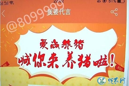 养猪场、互联网上养猪场养猪赚钱骗局!