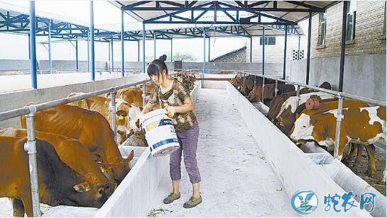 小型养牛场、农村办一个小型养牛场需要什么手续?