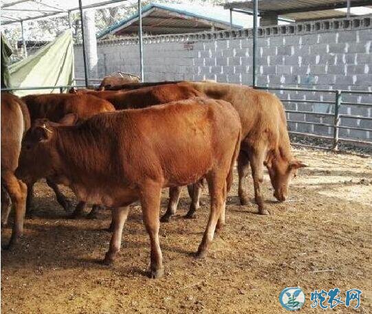 小型养牛场、农村办一个小型养牛场大概投资多少钱?