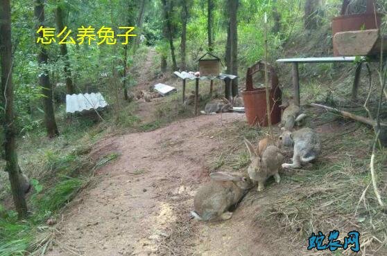 怎么养兔子?养兔子养不死的最佳方法?