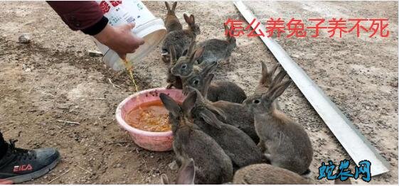 怎么养兔子?养兔子养不死的最佳方法?
