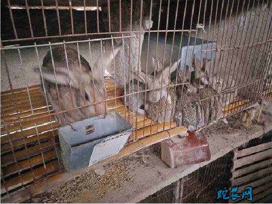 怎么养兔子?养兔子养不死的最佳方法?