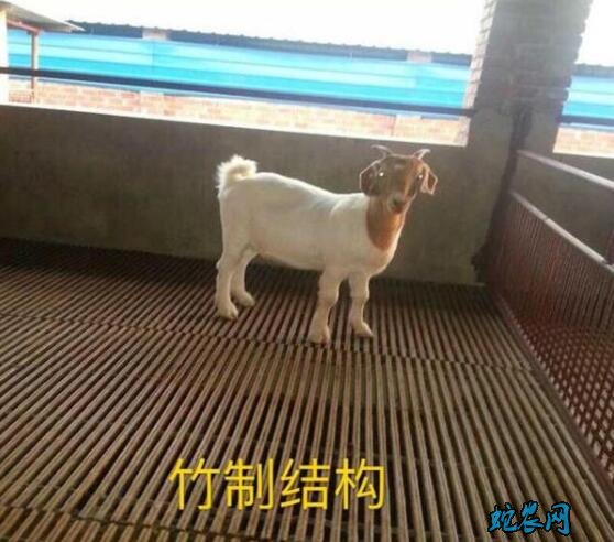 养羊设备羊床、羊床的材料有哪些?哪一种好?