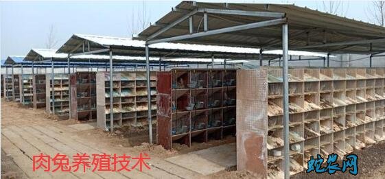 养殖肉兔、2020年养殖肉兔前景如何?养殖100只兔子利润多少?