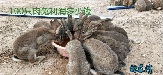 养殖肉兔、2020年养殖肉兔前景如何?养殖100只兔子利润多少?