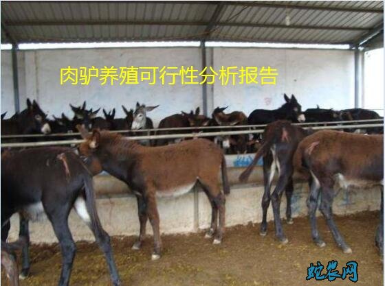 驴的养殖、肉驴养殖可行性报告!
