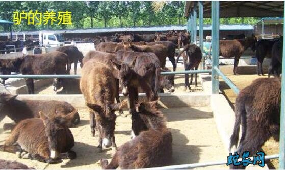驴的养殖、肉驴养殖可行性报告！