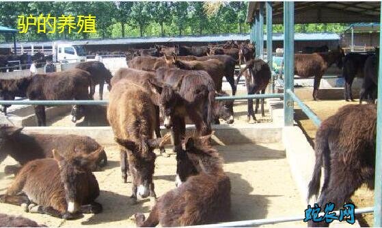 驴的养殖、肉驴养殖可行性报告!