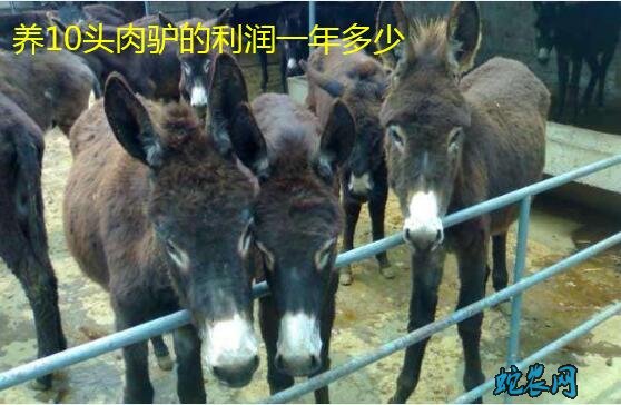 养10头肉驴一年的利润?养驴的利润有多少钱?
