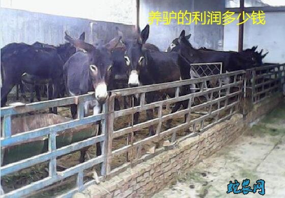 养10头肉驴一年的利润?养驴的利润有多少钱?