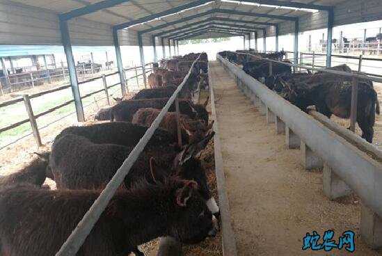 养10头肉驴一年的利润?养驴的利润有多少钱?