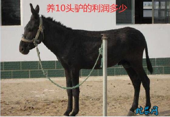 养10头肉驴一年的利润?养驴的利润有多少钱?