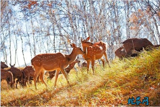 梅花鹿图片、各种梅花鹿图片大全欣赏！