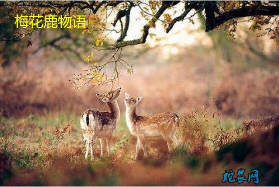 梅花鹿图片、各种梅花鹿图片大全欣赏!