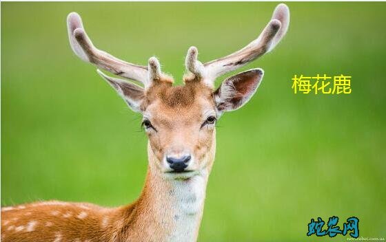 梅花鹿图片、各种梅花鹿图片大全欣赏!