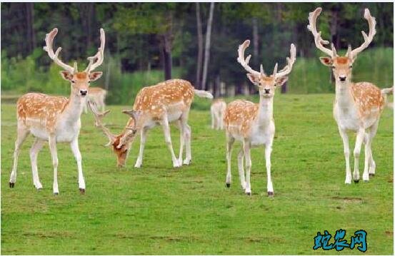 梅花鹿图片、各种梅花鹿图片大全欣赏！