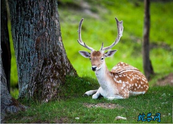 梅花鹿图片、各种梅花鹿图片大全欣赏!