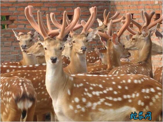 梅花鹿图片、各种梅花鹿图片大全欣赏!