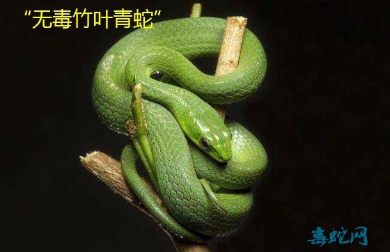 无毒竹叶青蛇图片！“无毒”竹叶青蛇其实就是它！
