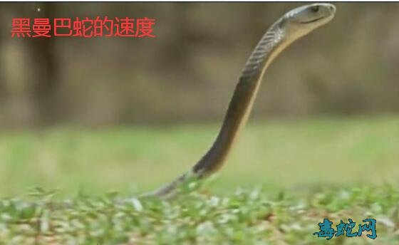 黑曼巴蛇速度视频、世界上爬行速度最快的蛇有多快!