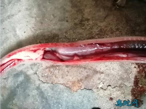 图说养蛇:蛇友肺炎死亡的蛇解剖案列分享!