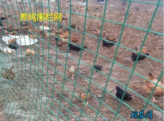 养鸡围栏网、养鸡围栏网要多高的合适?价格多少?