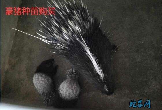 豪猪种苗、哪里有豪猪种苗?2020年豪猪种苗多少钱一只?