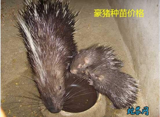 豪猪种苗、哪里有豪猪种苗?2020年豪猪种苗多少钱一只?