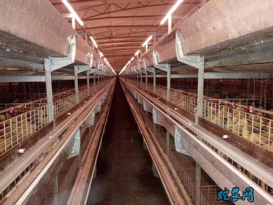 肉鸭养殖大棚、自动化肉鸭养殖大棚设计图!