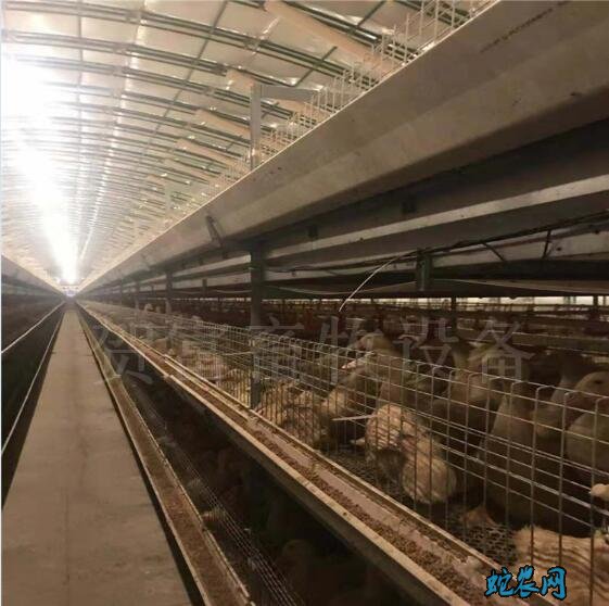 肉鸭养殖大棚、自动化肉鸭养殖大棚设计图!