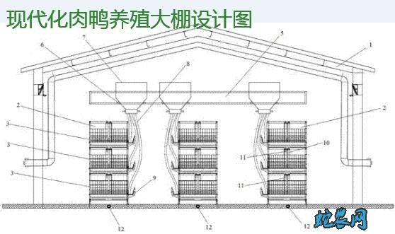 肉鸭养殖大棚、自动化肉鸭养殖大棚设计图！