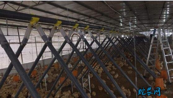 肉鸭养殖大棚、自动化肉鸭养殖大棚设计图!