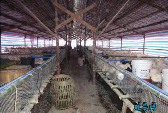 肉鸭养殖大棚、自动化肉鸭养殖大棚设计图!