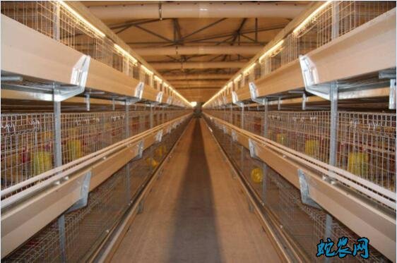 肉鸭养殖大棚、自动化肉鸭养殖大棚设计图！