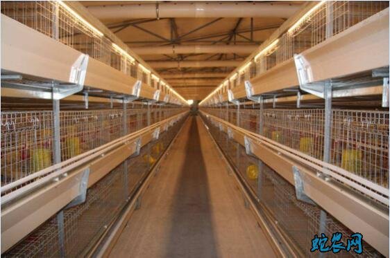 肉鸭养殖大棚、自动化肉鸭养殖大棚设计图!