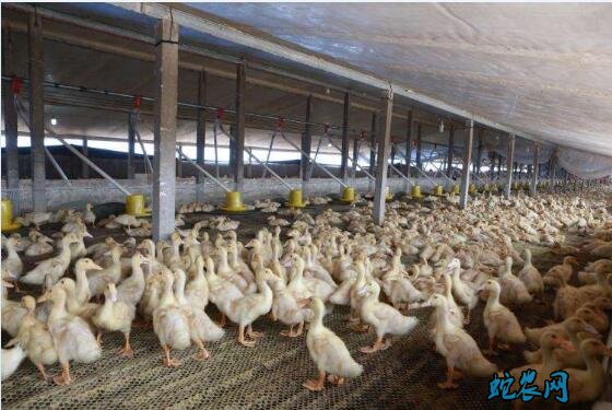 肉鸭养殖大棚、自动化肉鸭养殖大棚设计图!