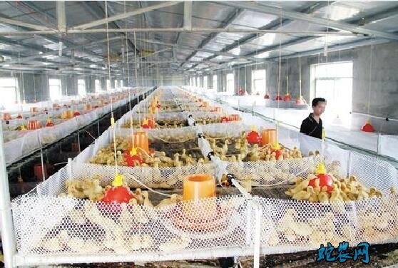 肉鸭养殖大棚、自动化肉鸭养殖大棚设计图!