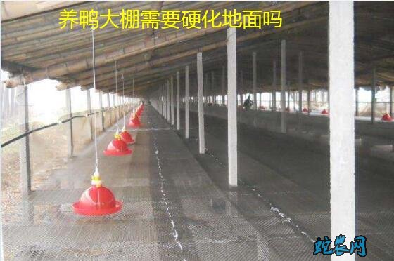 肉鸭养殖大棚、肉鸭养殖大棚地面需要硬化吗?