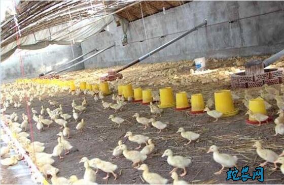 肉鸭养殖大棚、肉鸭养殖大棚地面需要硬化吗？