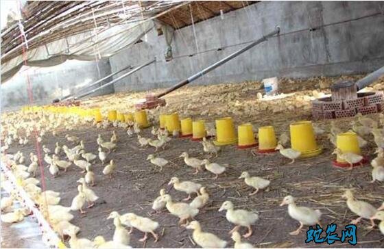 肉鸭养殖大棚、肉鸭养殖大棚地面需要硬化吗?