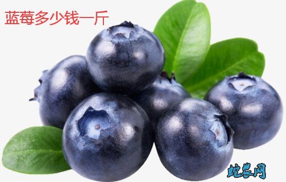 2020年1月18日蓝莓价格行情、今日蓝莓多少钱一斤?