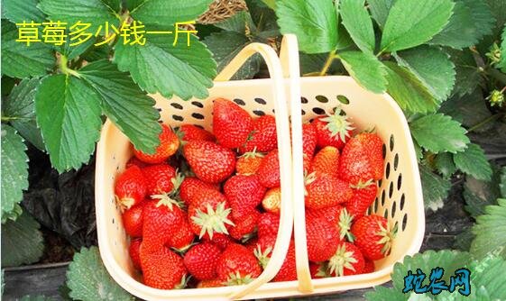2020年1月18日草莓价格行情、今日草莓多少钱一斤?