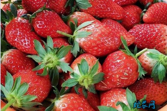 2020年1月18日草莓价格行情、今日草莓多少钱一斤？