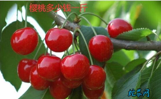 2020年1月18日樱桃价格行情、今日车厘子多少钱一斤?